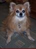 Pomeranian dog