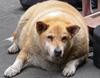 Fat Dog