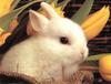 Cute baby rabbit