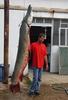 The biggest freshwater fish from Amazon