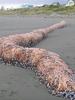 Mongolian Death Worm??? From New Zealand Coast