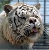 Ugly White Tiger