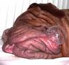 sleeping dog