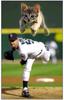 Cat Pitcher