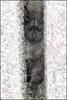 Cat released from three-inch gap