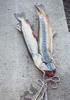 Siamese Twin - Northern Pike