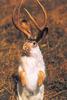 Jackalope