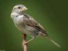 House Sparrow (Passer domesticus)