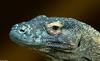 Komodo Dragon (Varanus komodoensis)