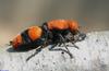 Velvet Ant aka Cow Killer (Dasymutilla occidentalis)