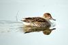 Common Teal duck