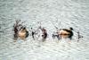 Pair of Little Grebes (Tachybaptus ruficollis)