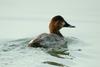 Common Pochard (Aythya ferina)