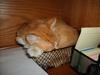Cat in the basket