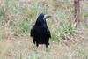 Rook (Corvus frugilegus)