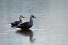 Spot-billed ducks