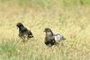 Domestic pigeons