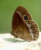 Lilacine Bushbrown Butterfly, Mycalesis francisca