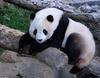 Giant Panda (Ailuropoda melanoleuca)7000