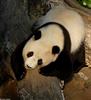 Giant Panda (Ailuropoda melanoleuca)7002