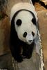 Giant Panda (Ailuropoda melanoleuca)7003