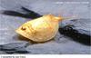 Vernal Pool Tadpole Shrimp (Lepidurus packardi) species account