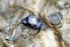 Korean freshwater snail (Semisulcospira libertina)