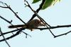 Vinous-throated Parrotbill (Paradoxornis webbianus)