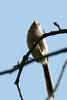 Vinous-throated Parrotbill (Paradoxornis webbianus)