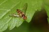 Marmelade hoverfly (Episyrphus balteatus)