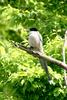 Azure-winged Magpie (Cyanopica cyana)