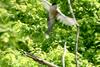 Azure-winged Magpie (Cyanopica cyana)
