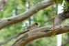 Eurasian Tree Sparrow (Passer montanus dybowskii)