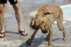 Headbanging Golden Retriever