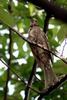 Brown-eared Bulbul (Microscelis amaurotis)