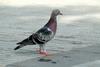 Domestic Pigeon