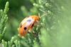 Grape Leaf Beetle (Oides decempunctatus)