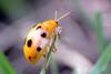 Grape Leaf Beetle (Oides decempunctatus)