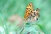 Fritillary Butterfly