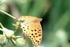 Fritillary Butterfly