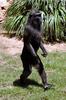 Walking Black Macaque