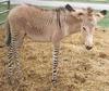 Zonkey (zebra-donkey hybrid)