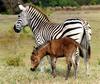 Zonkey (zebra-donkey hybrid)