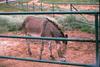 Zonkey (zebra-donkey hybrid)