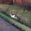 Piebald Deer