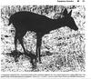 Melanistic deer (black whitetail deer) - white-tailed deer (Odocoileus virginianus)