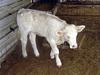 Albino Braunvieh Calf