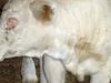 Albino Braunvieh Calf