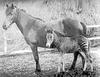 Zorse (zebra-horse hybrid)