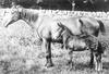 Zorse (zebra-horse hybrid)